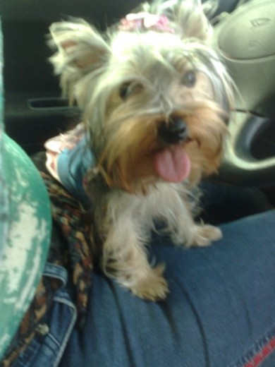 MI NOMBRE ES SACHA Y ME ENCANTA PASEAR.